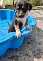 Boerenfox pups, Dieren en Toebehoren, Honden | Niet-rashonden, CDV (hondenziekte), 8 tot 15 weken, Meerdere, Meerdere dieren
