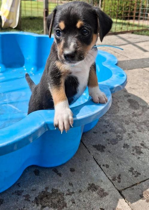 Boerenfox pups, Dieren en Toebehoren, Honden | Niet-rashonden, Klein, Meerdere dieren, Particulier, Meerdere, Nederland, 8 tot 15 weken