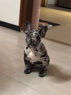 Franse bulldog, Dieren en Toebehoren, 8 tot 15 weken, Bulldog, Meerdere, Meerdere dieren