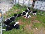 Wetterhoun x friese stabij pups, CDV (hondenziekte), 8 tot 15 weken, Meerdere, Meerdere dieren