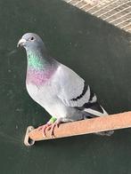 Sierduif, Dieren en Toebehoren, Vrouwelijk, Postduif