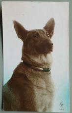 Herdershond 1926, Ophalen of Verzenden, 1920 tot 1940, Gelopen, Hond of Kat