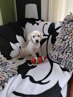 1 Lieve kruising pup ( Reutje), Dieren en Toebehoren, Honden | Retrievers, Spaniëls en Waterhonden, Parvo, Nederland, 8 tot 15 weken