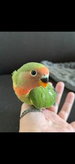 Papugi, Dieren en Toebehoren, Vogels | Parkieten en Papegaaien, Vrouwelijk, Papegaai, Tam