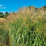 Nu planten voor het nieuwe seizoen, Ophalen, Vaste plant, Overige soorten, Volle zon
