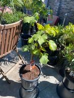 Leuke vitis vinifera ''crimson'' druif op stam in pot!, Ophalen, Minder dan 100 cm, Lente, Overige soorten