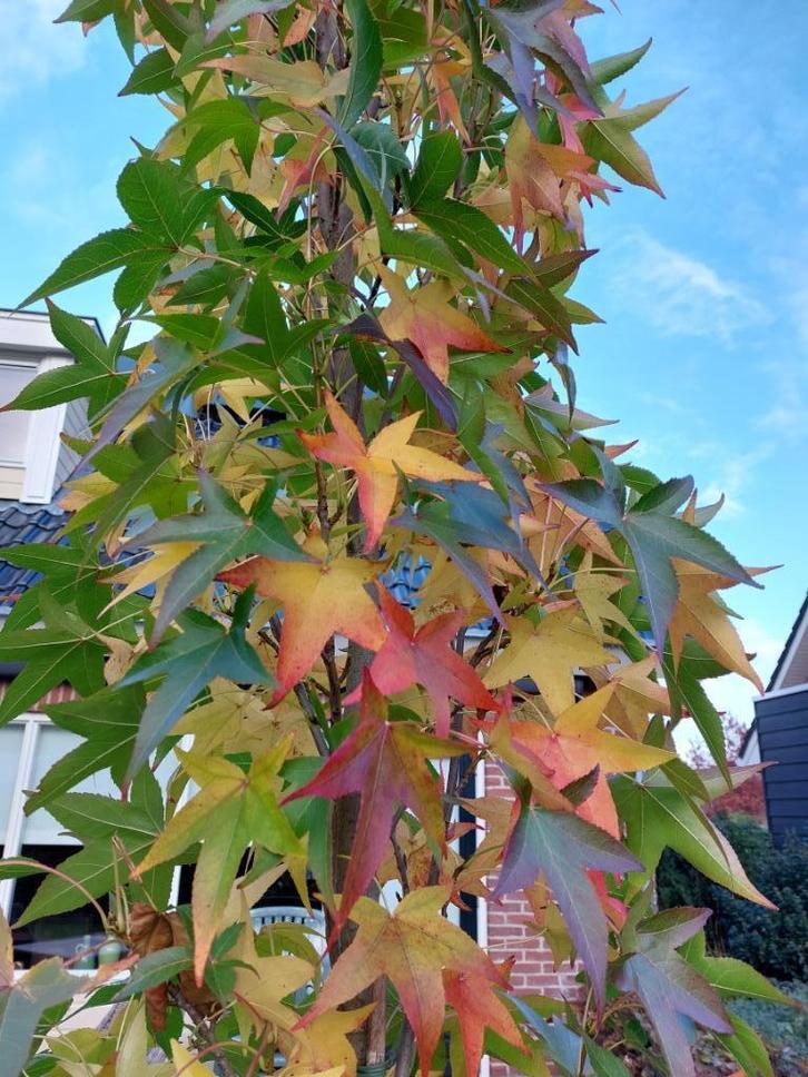 Zuil Amberboom, Liquidambar Slender Silhouette, smalblijvend, Tuin en Terras, Planten | Bomen, Zuilboom, 250 tot 400 cm, Volle zon