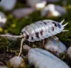 Dairy cow isopods, Dieren en Toebehoren, Overige soorten