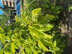magnolia paarse en witte, Tuin en Terras, Ophalen, Overige soorten