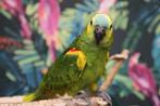 Amazone | Blauwvoorhoofd | Getest | Tam | Baby, Dieren en Toebehoren, Vogels | Parkieten en Papegaaien, Meerdere dieren, Papegaai