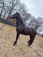 Te koop 9 jarige merrie, Dieren en Toebehoren, Merrie, Gechipt, M, Dressuurpaard