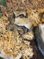 Baardagamen, Pythons, Rattenslangen, Luipaatdgekkos en meer, Dieren en Toebehoren, Reptielen en Amfibieën, Overige soorten, Met terrarium