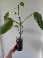 Philodendron silver sword, Ophalen, Overige soorten, Minder dan 100 cm