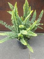 Kamerplant Nephrolepis Green Lady krulvaren, Ophalen, Halfschaduw, Minder dan 100 cm