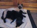 Half siamees (en waarschijnlijk main coon) kittens, Dieren en Toebehoren, Poes, 0 tot 2 jaar