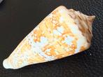 Conus Ammadis Schelp, Verzamelen, Ophalen of Verzenden, Schelp(en)