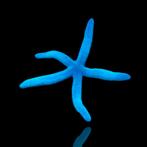 Blauwe zeester linckia laevigata, Dieren en Toebehoren, Vis, Zoutwatervis