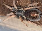Kochiana Brunnipes vrouw, Dieren en Toebehoren, Insecten en Spinnen