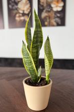 Sanseveria, Huis en Inrichting, Ophalen, Halfschaduw, Minder dan 100 cm