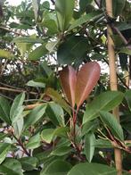 Leivorm photinia red robin groot rek 180 hoog x 120 breed, Tuin en Terras, Planten | Bomen, Ophalen, Volle zon