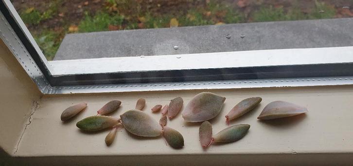 babyvetplantjes, geen verzorging nodig tot komend jaar, Huis en Inrichting, Kamerplanten, Vetplant, Minder dan 100 cm, Halfschaduw