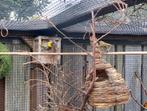 Kleine cuba vinken, Dieren en Toebehoren, Meerdere dieren, Tropenvogel