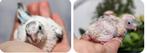 Gevraagd Baby Grasparkieten, Dieren en Toebehoren, Vogels | Parkieten en Papegaaien, Geslacht onbekend, Parkiet, Tam