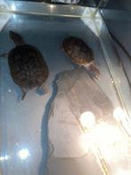 Schildpadjes 2 zoeken nieuw huis vanaf geboorte samen !, Dieren en Toebehoren, Overige typen