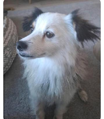Mix hond Nina teefje 3,5 jr ter adoptie beschikbaar voor biedingen