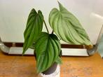 Philodendron Colombia pot 12, Huis en Inrichting, Ophalen of Verzenden, Overige soorten, Minder dan 100 cm