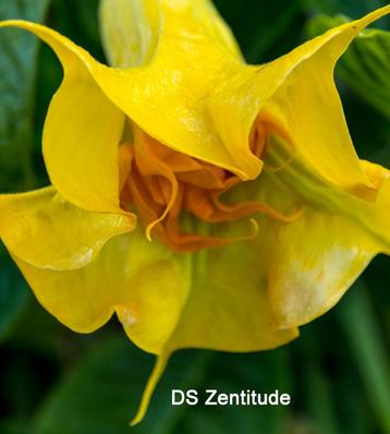 Brugmansia`s beschikbaar voor biedingen