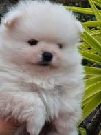 Rasechte sneeuwwitte pomeriaan puppy's, Dieren en Toebehoren, 8 tot 15 weken, Meerdere, Meerdere dieren, Nederland