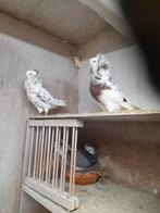 Koppel oud hollandse kapucijners, Dieren en Toebehoren, Vogels | Duiven, Meerdere dieren, Overige soorten