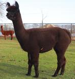 Zwarte alpaca fokmerrie met prachtige fluffy oortjes te koop, Dieren en Toebehoren, Juni, Vrouwelijk