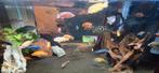 Malawi cichliden., Dieren en Toebehoren, Vissen | Aquariumvissen