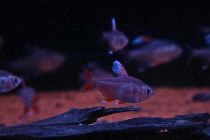 Witvin Tetra, Dieren en Toebehoren, Vissen | Aquariumvissen, Zoetwatervis, Vis