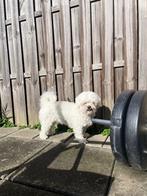 Maltezer, 6 jaar of ouder, Reu, Eén hond, Nederland