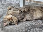 Dekkater Sütlaç *NIET TE KOOP*, Dieren en Toebehoren, Katten en Kittens | Overige Katten, Kater