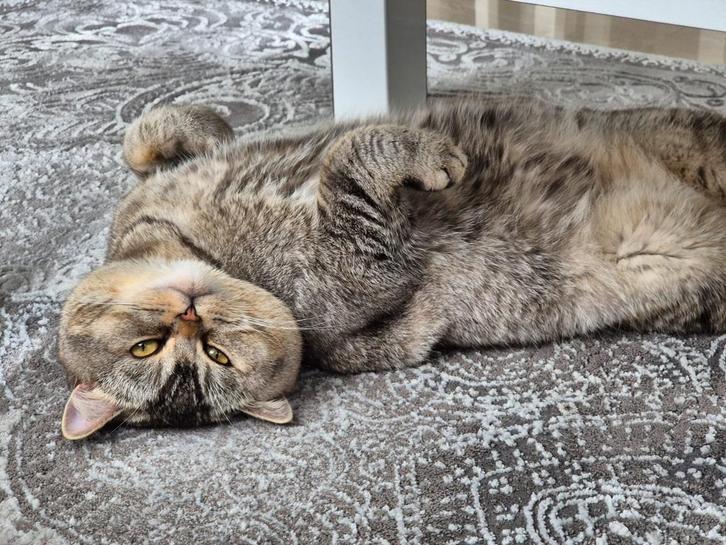 Dekkater Sütlaç *NIET TE KOOP*, Dieren en Toebehoren, Katten en Kittens | Overige Katten, Kater