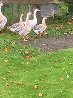 Knobbel ganzen, Dieren en Toebehoren, Meerdere dieren, Gans of Zwaan