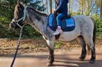 Pony ritten / lessen, Dieren en Toebehoren, Ophalen, Nieuw