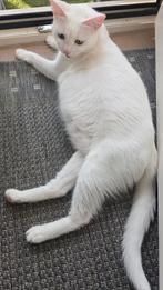 1 kitten Poesje  nog beschikbaar, Dieren en Toebehoren, Meerdere dieren, Langharig