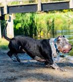 American Bully XL - Dekreu Black ticked tri color, Reu, 1 tot 2 jaar, CDV (hondenziekte), Eén hond