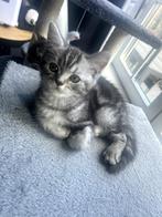Rasechte Britse Korthaar Kitten met Stamboom, Dieren en Toebehoren, Katten en Kittens | Raskatten | Korthaar, Kater, Gechipt