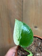 Monstera deliciosa variegata plant mint halfmoon large form, Ophalen of Verzenden, Halfschaduw, Minder dan 100 cm