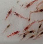 Leuke Neocaridina garnalen, Kreeft, Krab of Garnaal