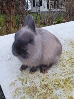 Ras Middenblauw Marter voedster, Dieren en Toebehoren, Konijnen, Vrouwelijk, Dwerg