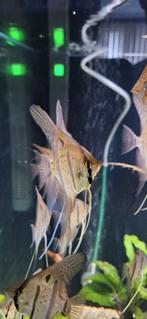 Jonge maanvissen Altum Peru / Rio Nany Altums, Vis, Zoetwatervis