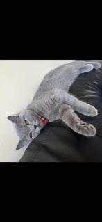 Britse korthaar, Poes