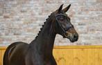 Kwalitatieve fokmerrie van Revolution uit Dodona stam, Merrie, Gechipt, Dressuurpaard, 7 tot 10 jaar